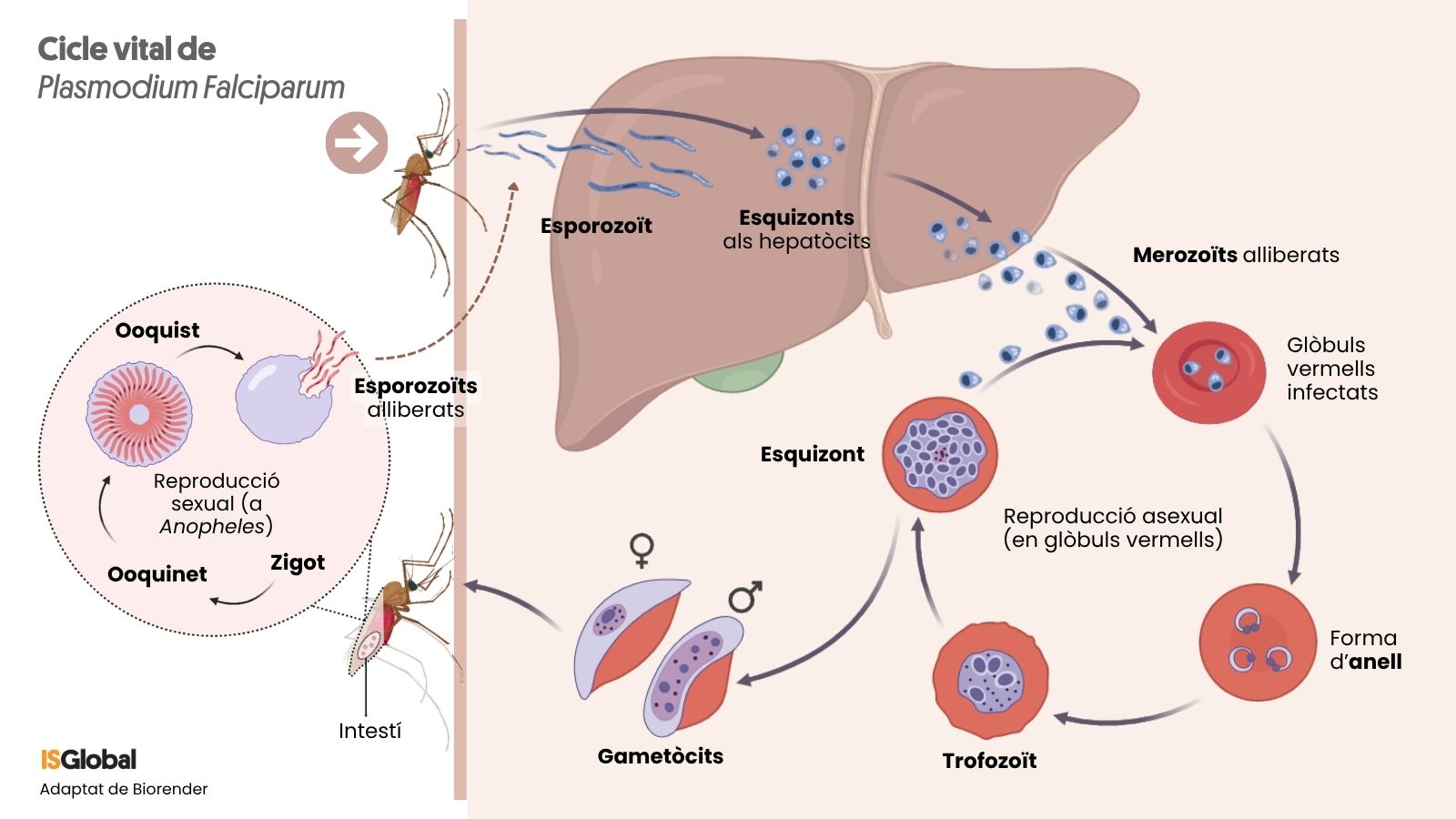 Infografia del cicle de vida de Plasmodium falciparum. La imatge mostra un mosquit Anopheles que inocula esporozoïts que passen a la sang i arriben al fetge, on formen esquizonts que alliberen merozoïts. Aquests infecten glòbuls vermells i passen per les fases d'anell, trofozoït i esquiçó durant la reproducció asexual. Alguns es diferencien en gametòcits, que en ser ingerits per un altre mosquit es transformen en gàmetes, es fusionen en un zigot i evolucionen a oocinet i ooquist. A l'ooquist es formen nous esporozoïts que migren a les glàndules salivals del mosquit.