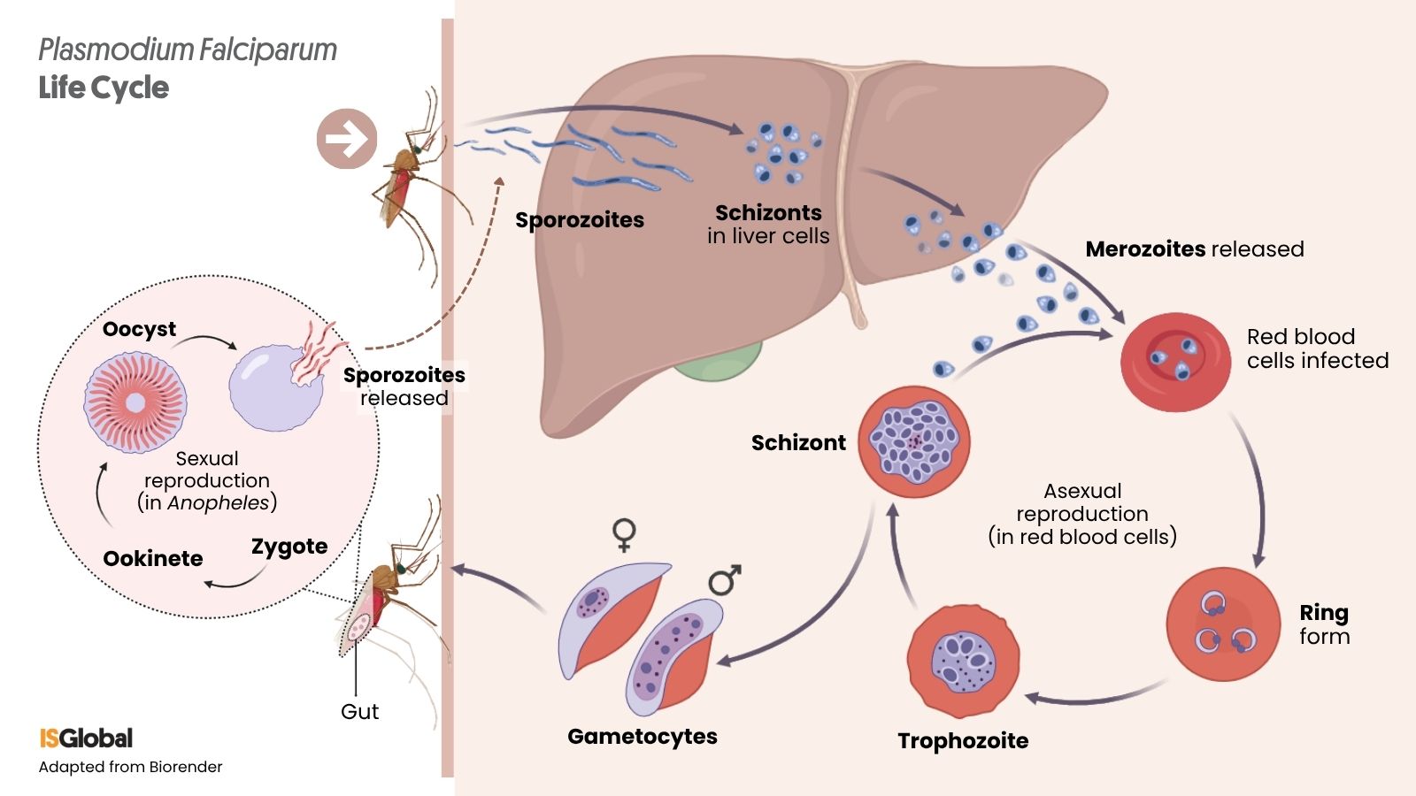 Infographic of the life cycle of Plasmodium falciparum. The image shows an Anopheles mosquito injecting sporozoites into the host, which enter the bloodstream and reach the liver, where they form schizonts that release merozoites. These infect red blood cells and undergo the ring stage, trophozoite stage and schizont stage during asexual reproduction. Some differentiate into gametocytes, which, when ingested by another mosquito, transform into gametes, fuse to form a zygote and develop into an oocyst. Within the oocyst, new sporozoites form and migrate to the mosquito’s salivary glands.