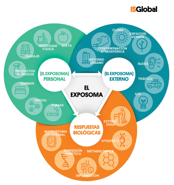 Diagrama que ilustra el concepto de exposoma y muestra las interacciones entre exposiciones personales (por ejemplo, dieta, sueño o tabaquismo), exposiciones ambientales externas (como contaminación del aire, ruido o clima) y respuestas biológicas (como inflamación, epigenética o metabolómica)
