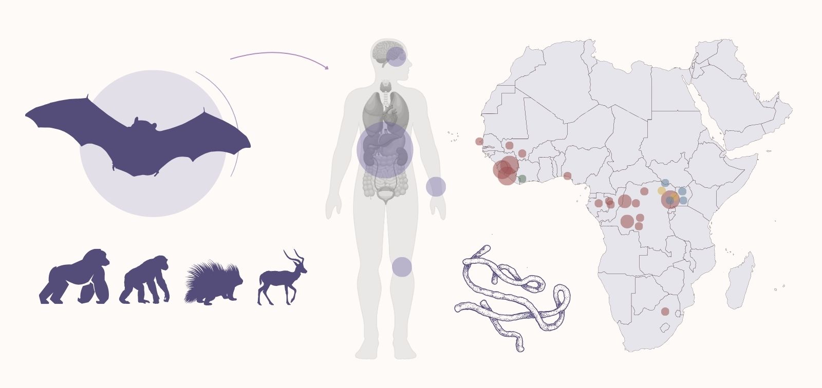 Infografía: el virus del Ébola