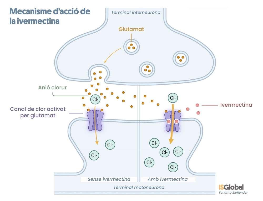 Infografia científica dividida en dues parts que explica el mecanisme d'acció de la ivermectina a la sinapsi entre una interneurona i una motoneurona. A l'esquerra, sota el títol "Sense ivermectina", es mostra com el neurotransmissor glutamat activa un canal de clor a la membrana de la neurona receptora, permetent una entrada moderada d'anions clorur (Cl-). A la dreta, sota el títol "Amb ivermectina", s'observa les molècules d'ivermectina unint-se directament al canal de clor, mantenint-lo obert per provocar una entrada massiva d'anions clorur a la cèl·lula.