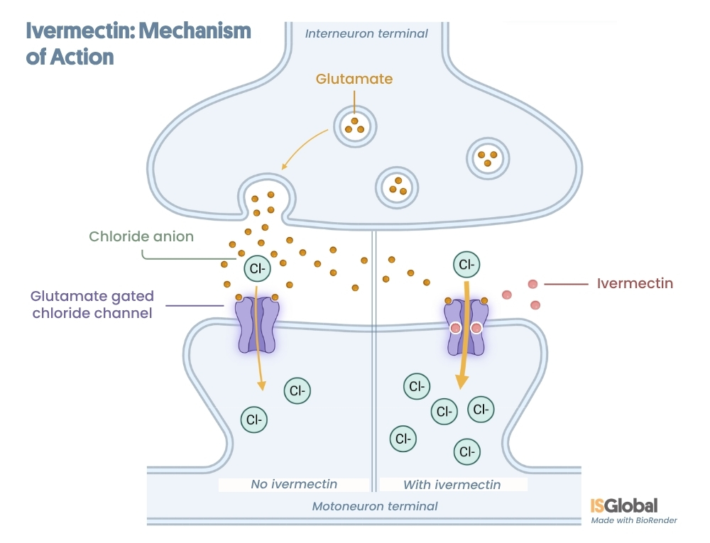 A two-part scientific infographic explaining the mechanism of action of ivermectin at the synapse between an interneuron and a motor neuron. On the left, under the heading ‘Without ivermectin’, it shows how the neurotransmitter glutamate activates a chloride channel in the membrane of the receiving neuron, allowing a moderate influx of chloride anions (Cl⁻). On the right, under the heading ‘With ivermectin’, ivermectin molecules are shown binding directly to the chloride channel, keeping it open to cause a massive influx of chloride anions into the cell.