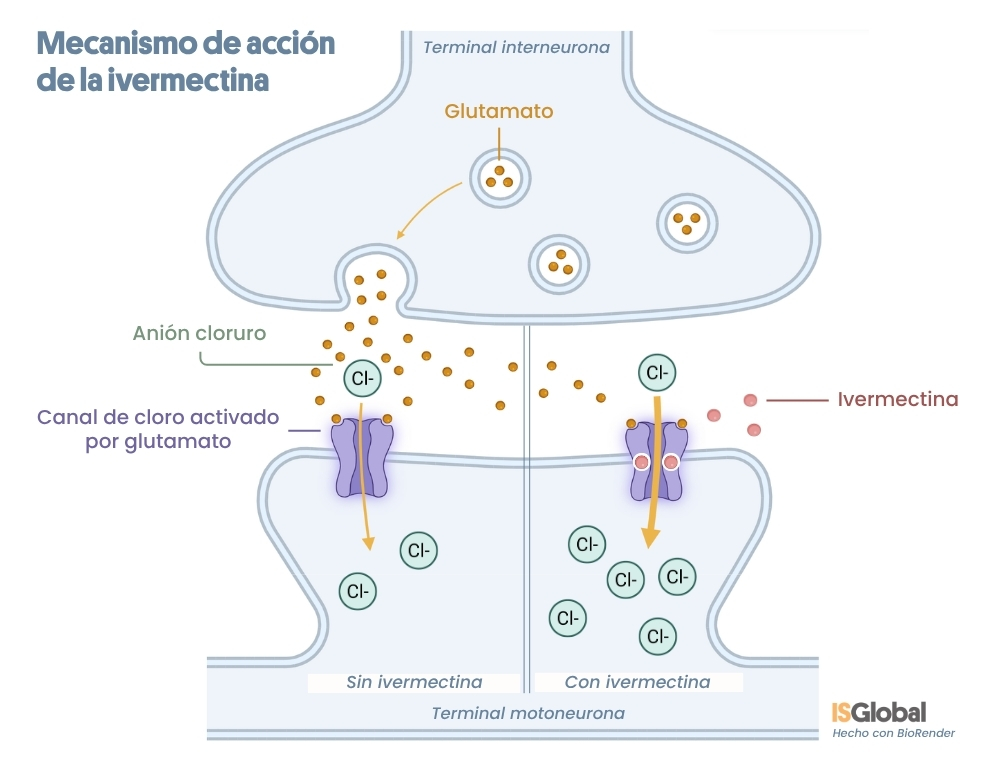 Infografía científica dividida en dos partes que explica el mecanismo de acción de la ivermectina en la sinapsis entre una interneurona y una motoneurona. A la izquierda, bajo el título "Sin ivermectina", se muestra cómo el neurotransmisor glutamato activa un canal de cloro en la membrana de la neurona receptora, permitiendo una entrada moderada de aniones cloruro (Cl-). A la derecha, bajo el título "Con ivermectina", se observa a las moléculas de ivermectina uniéndose directamente al canal de cloro, manteniéndolo abierto para provocar una entrada masiva de aniones cloruro a la célula.