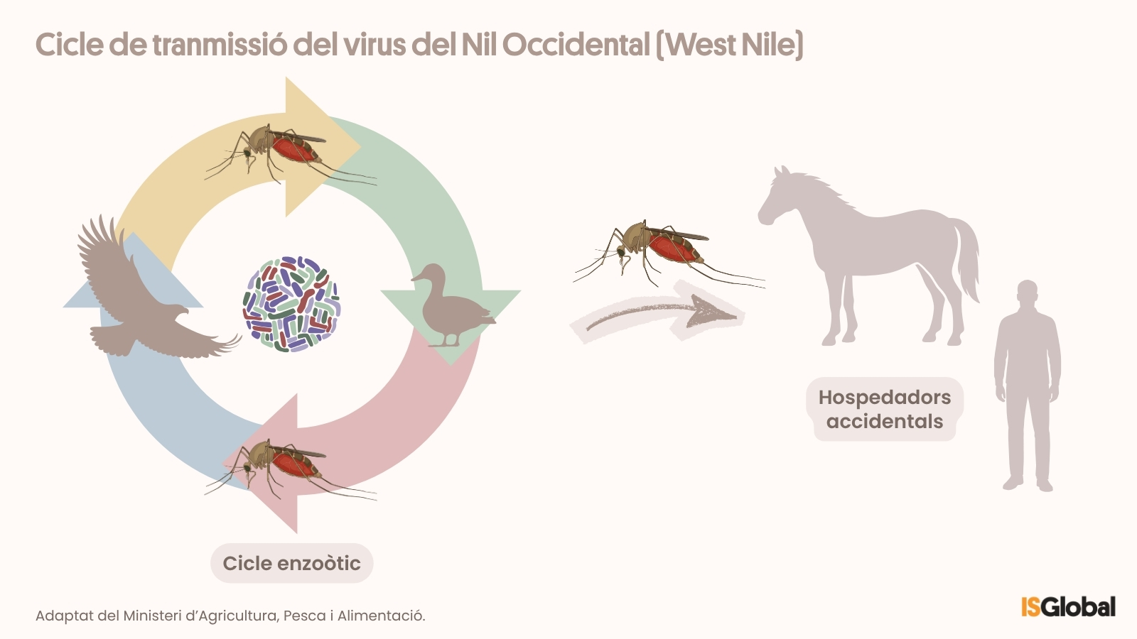 Infografia sobre el cicle de transmissió del virus del Nil Occidental. A l’esquerra, un diagrama circular il·lustra el cicle enzoòtic entre mosquits i ocells (un ocell rapinyaire i un ànec). A la dreta, una fletxa indica el pas de la infecció dels mosquits a hostes accidentals: un cavall i una persona.