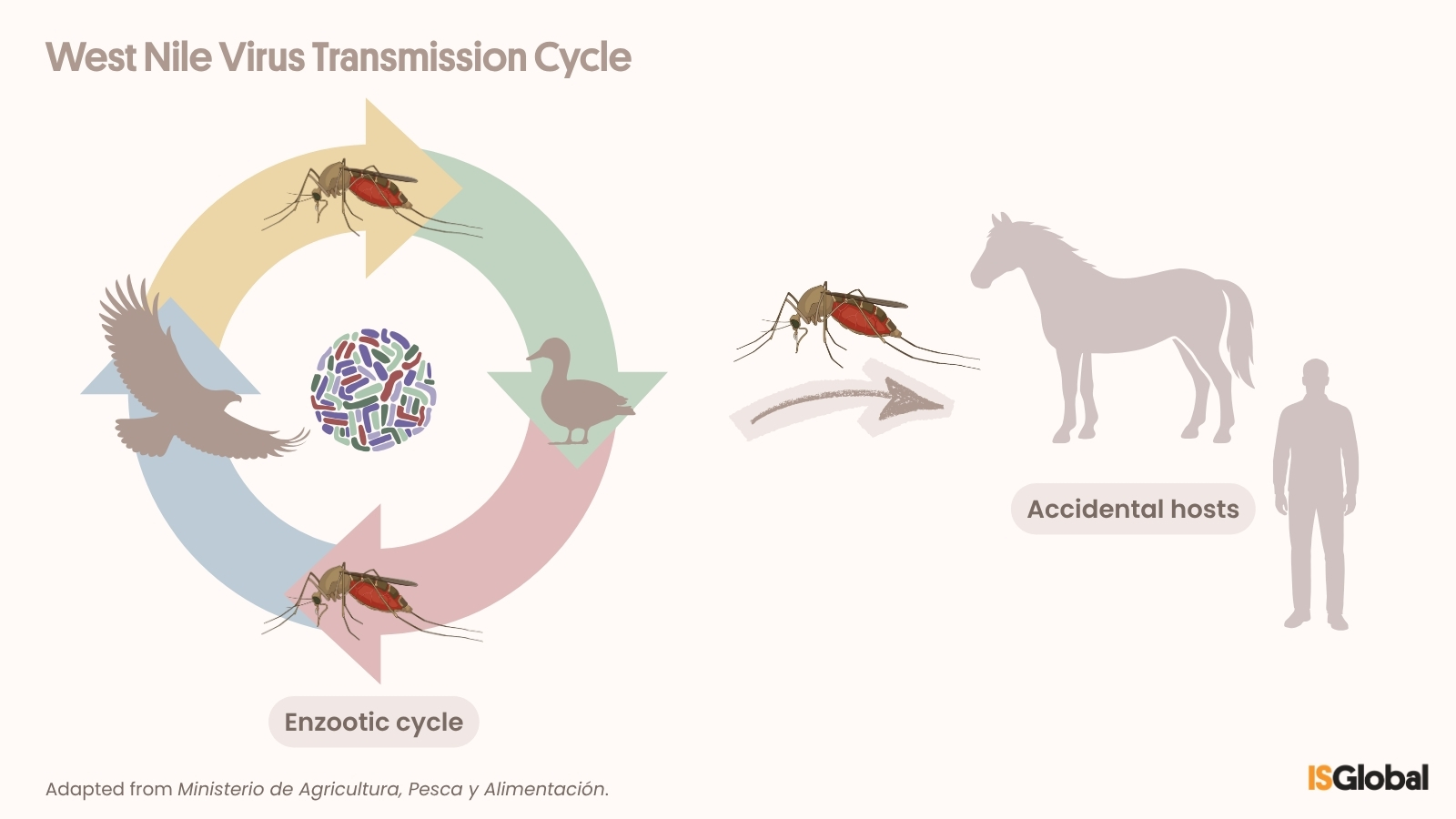 Infographic showing the West Nile virus transmission cycle. On the left, a circular diagram illustrates the enzootic cycle between mosquitoes and birds (a bird of prey and a duck). On the right, an arrow shows the transmission of infection from mosquitoes to incidental hosts: a horse and a person.