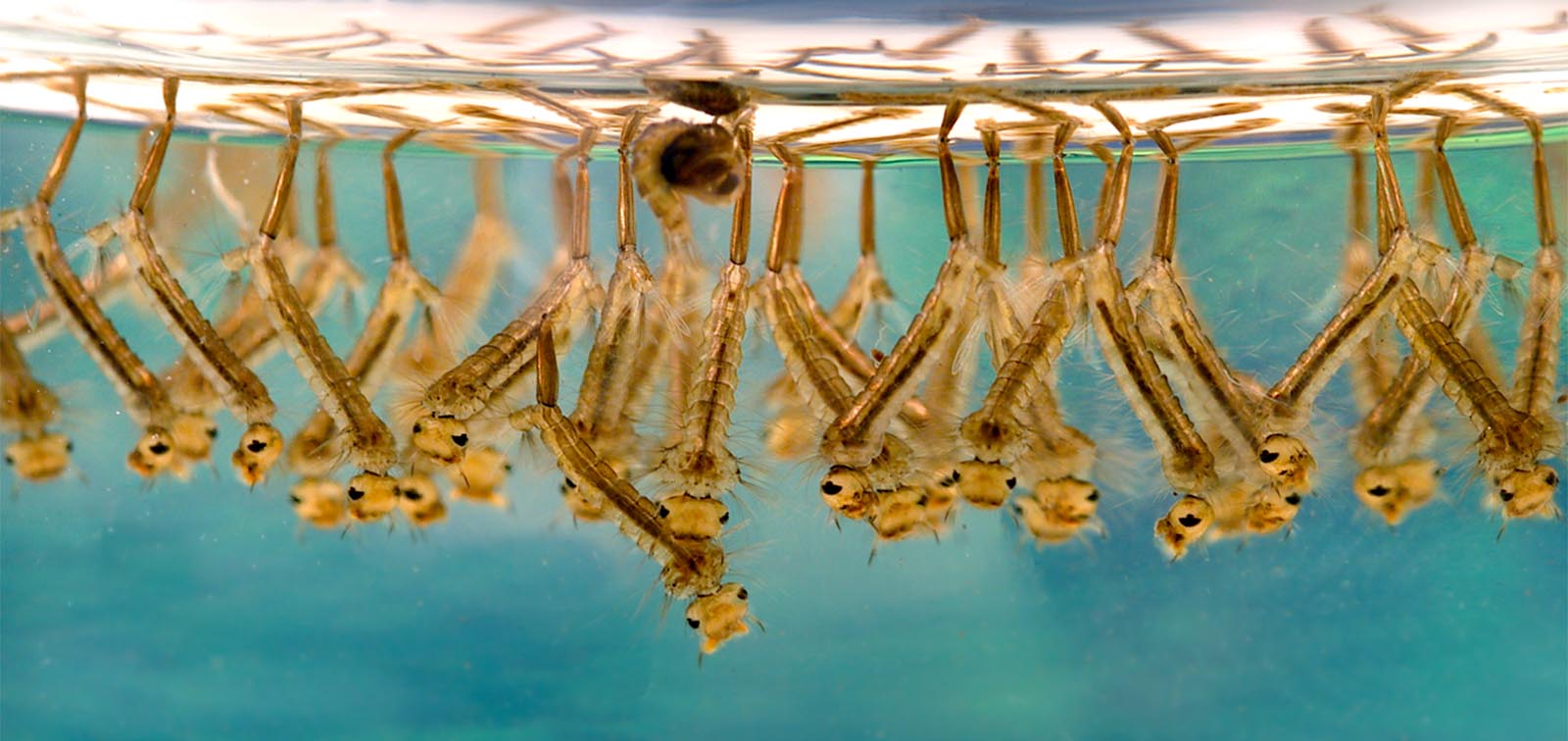 West Nile Virus: Another Pathogen Going Global