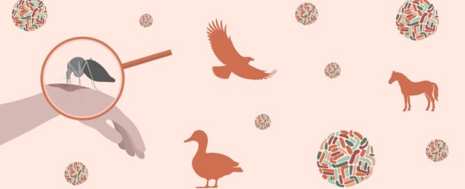 Virus del Nilo Occidental que circula entre aves y mosquitos, pero a veces salta a caballos y personas.